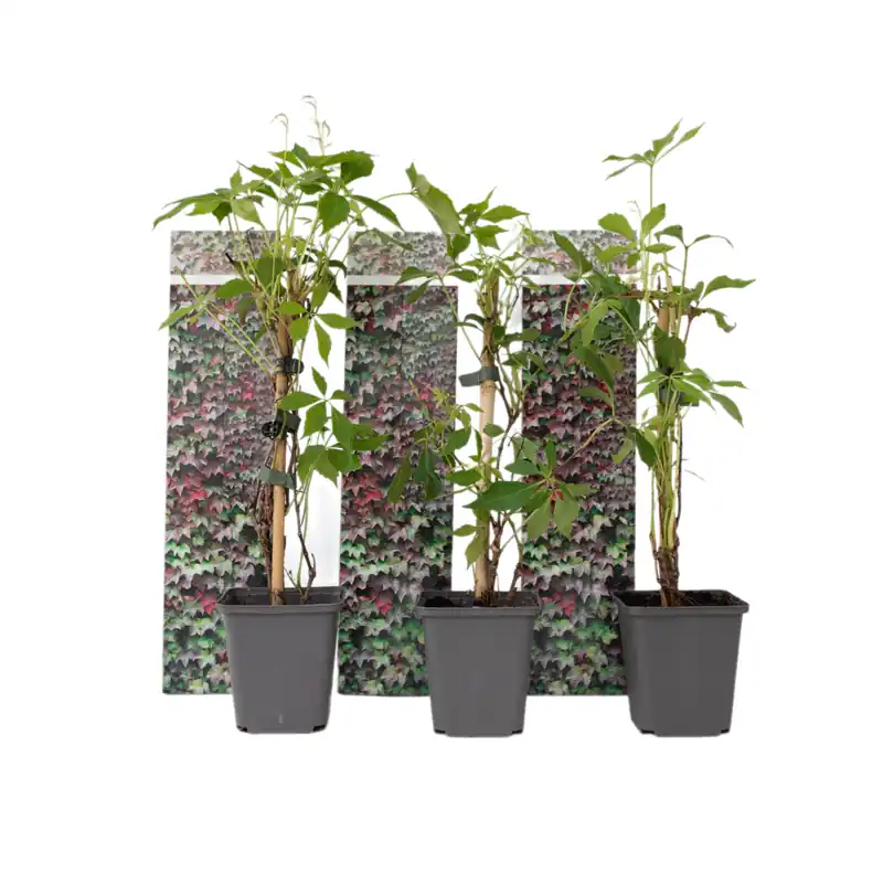 Parra Virgen - 3 Pzs - Parthenocissus Quinquefolia - Altura 25-40cm - ⌀9cm Venta Final