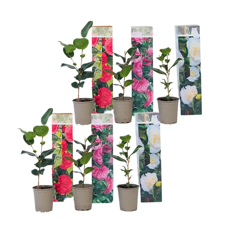 Rosa Japonesa - 6 Pzs - Camellia Japonica - Altura 25-40cm - ⌀9cm Última Versión