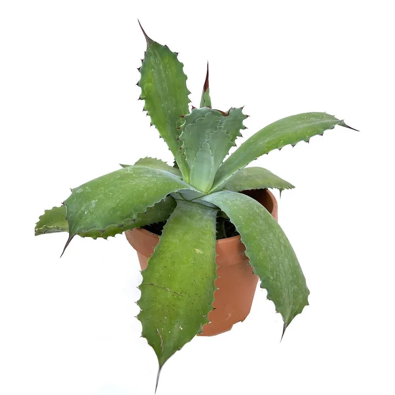 Agave Parryi M20 35cm Auténtico