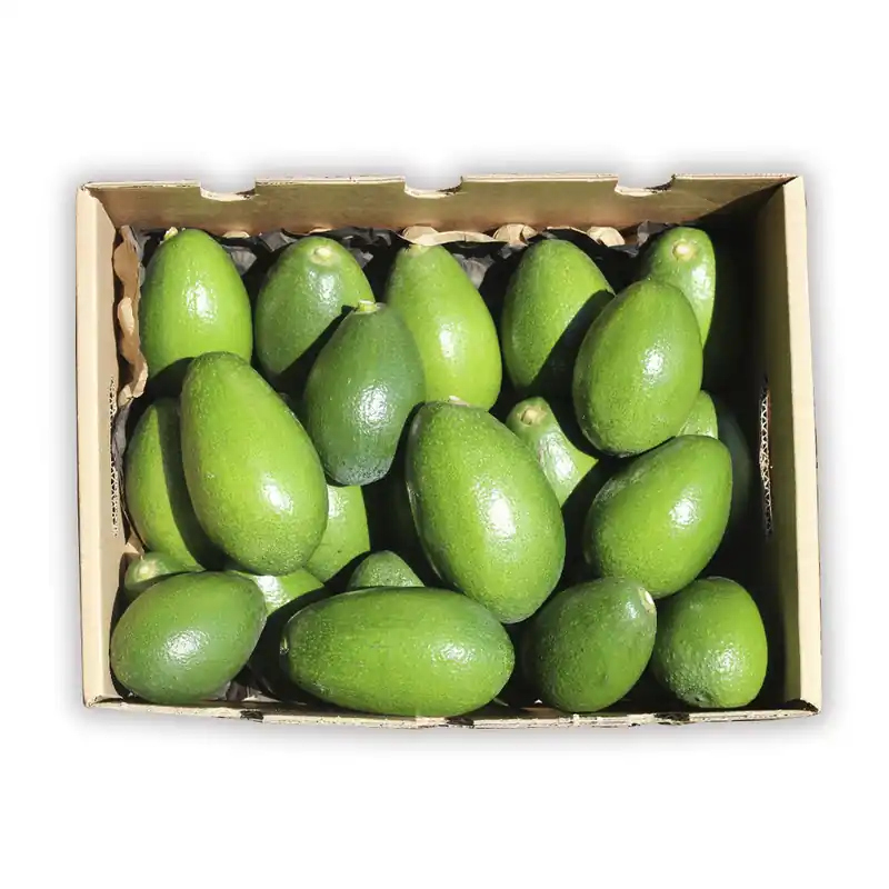 Caja 9kg Aguacates De Piel Lisa (variedad Bacon) Lujoso