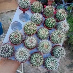 Cactus Nieve Copo Planta Ø5 Cms De Moda