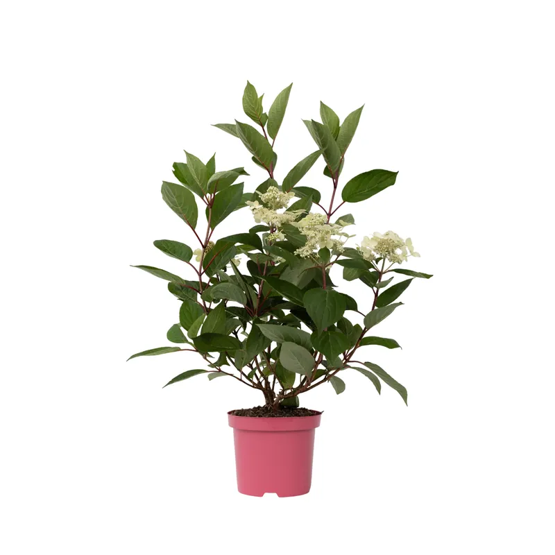 Hortensia - Hydrangea Paniculata 'early Harry' - Altura 25-40cm - ⌀19cm Precio De Oferta