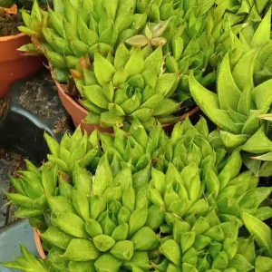 Oferta Especial Haworthia Cooperi Cactus Con Flor Pequeñas