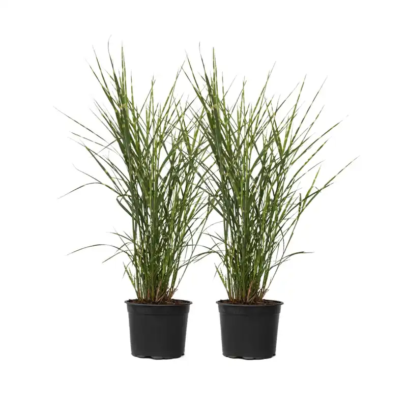 Favorito De Clientes Pasto Plateado Chino - 2 Pzs - Miscanthus 'zebrinus' - Altura 20-30cm - ⌀23cm