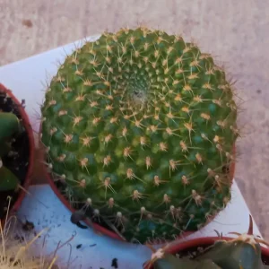 Rebutia Sp Planta Cactus Ø5 Cm Precio De Oferta