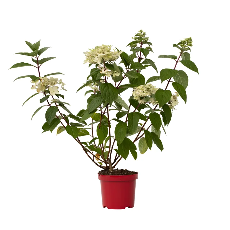 Hortensia - Hydrangea Paniculata 'wim's Red' - Altura 25-40cm - ⌀19cm Pedido Al Por Mayor