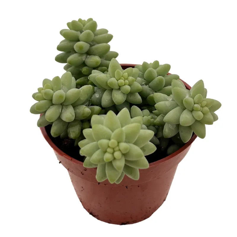 Promoción Sedum Burrito Planta Colgante Suculenta Para Decoración Interior