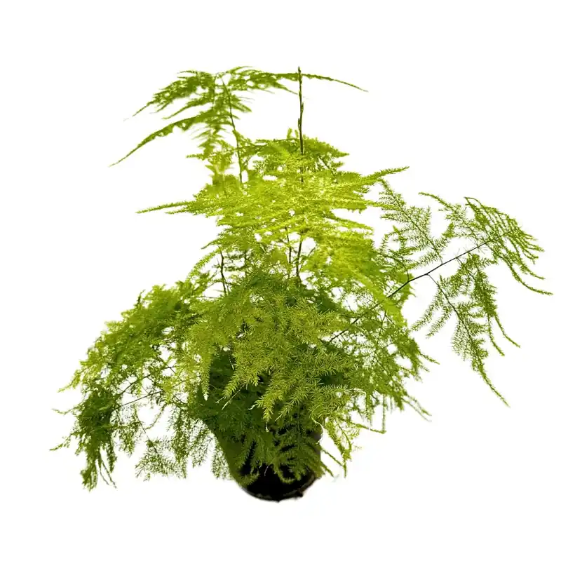 Profesional Esparraguera Plumosa O Asparagus Plumosus, La Variedad Más Pomposa M12
