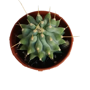 Ferocactus Glaucescens Inermis Cactus Ø5 Cm Planta Oferta