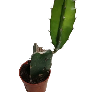 Oferta Flash Pitaya Cactus De Sol Planta Del Dragón Ø5