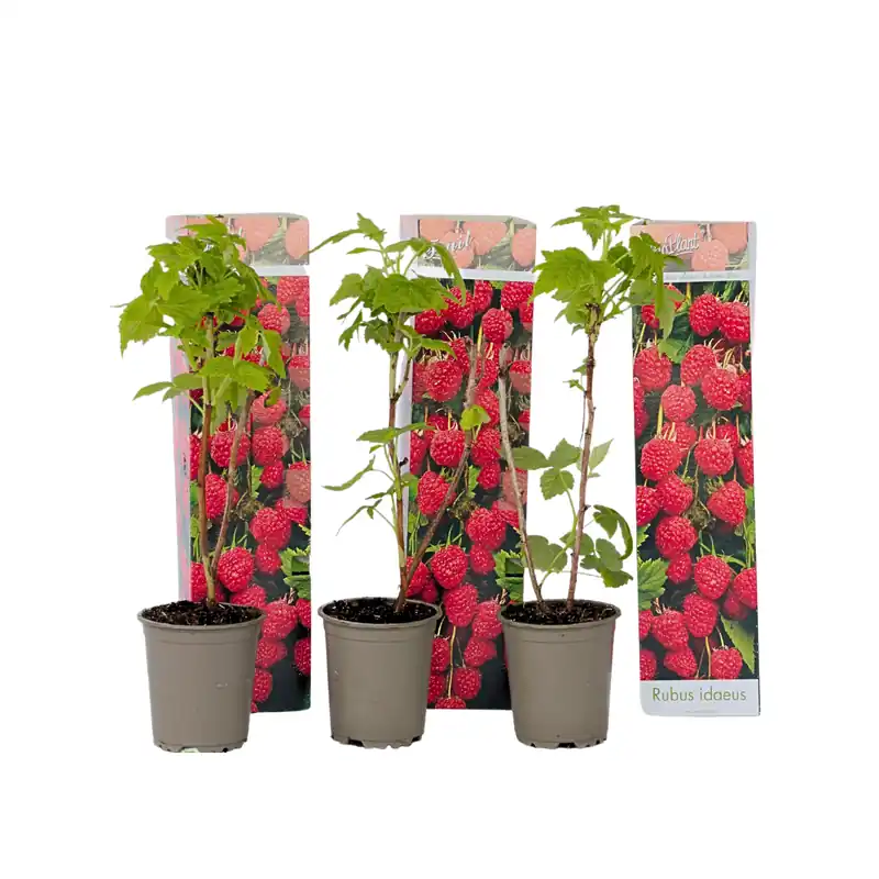 Planta De Frambuesa - 3 Pzs - Rubus Ideaus 'autumn Bliss' - A25-40cm - ⌀9cm Imprescindible (Must-Have)