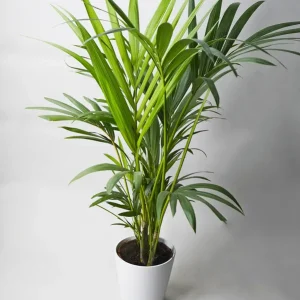 Palmera Kentia | Altura 110cm - Maceta 19cm Oferta Flash