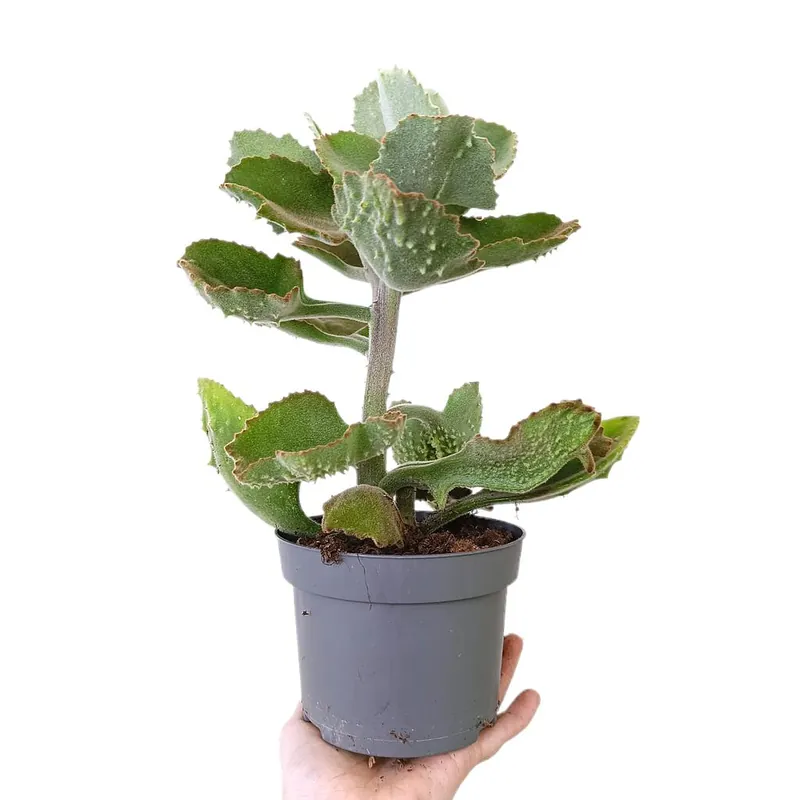 Kalanchoe Beharensis M13 Ocasión Especial