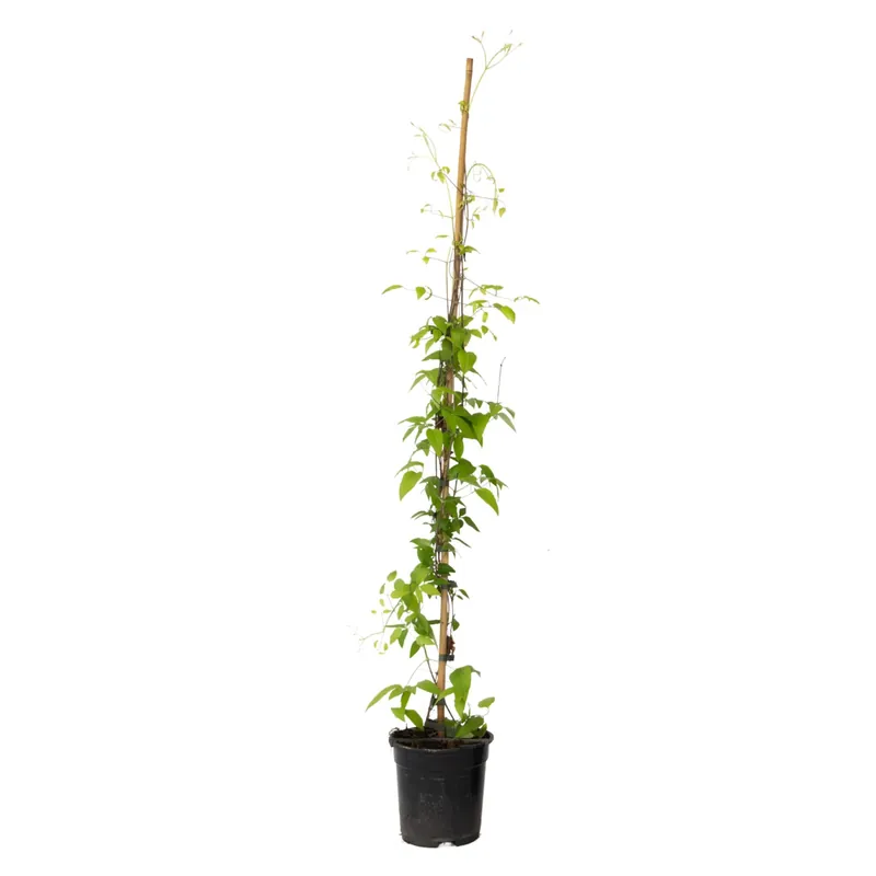Últimas Unidades Clemátide - Clemátide 'hagley Hybrid' - Altura 100-120cm - ⌀17cm