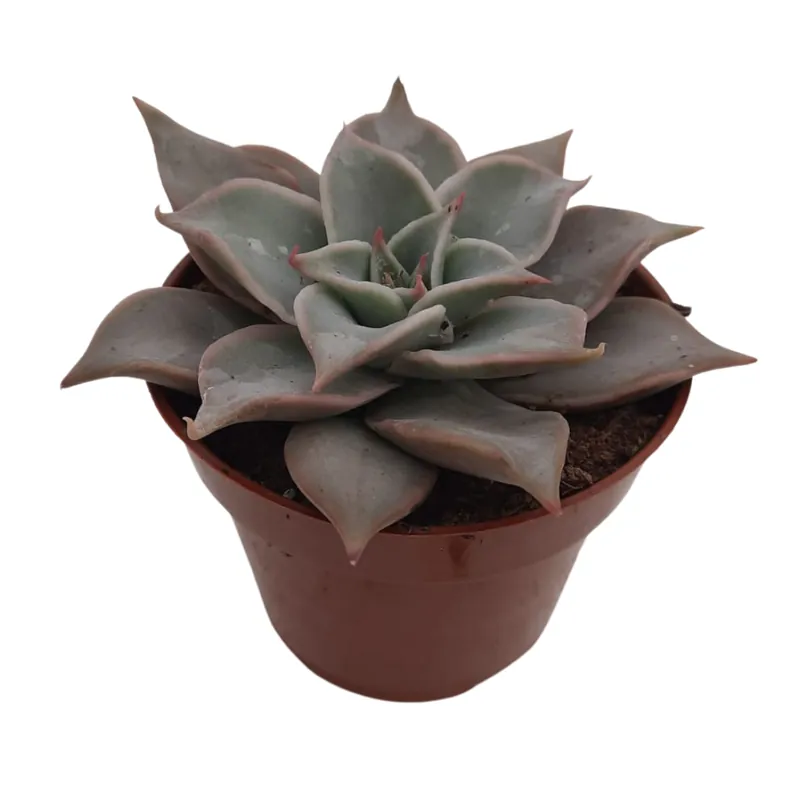 Oferta Especial Echeveria Madiva Suculenta Exótica Para Jardinería Y Decoración Interior
