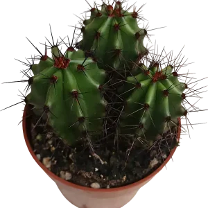 Envío Gratis Cactus Stenocereus Thurberi Planta De Ø8 Cm