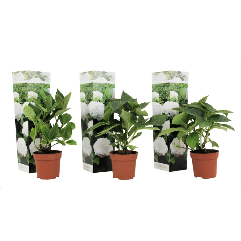 Hortensia - 3 Pzs - Hydrangea Macrophylla 'wudu' - Altura 25-40cm - ⌀9cm Pago Seguro