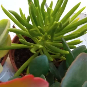 Premium Senecio Archeri Pino Verde Planta Suculenta 5 Cm