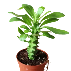 Euphorbia neriifolia Planta suculenta arborea Ø8 Bestseller