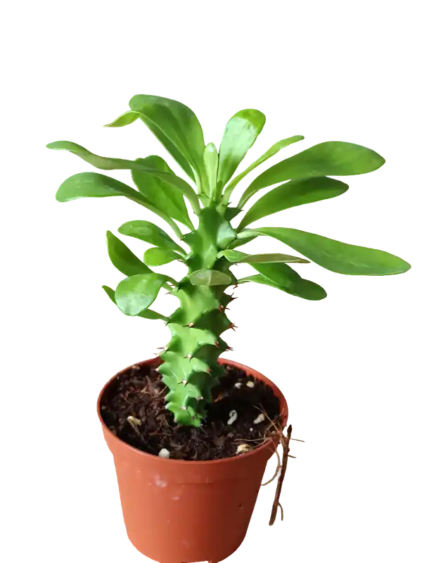 Euphorbia neriifolia Planta suculenta arborea Ø8 Bestseller