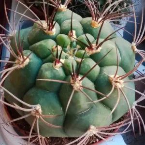 Planta Cactus Gymnocalycium Saginole Ø8 Cm Moderno