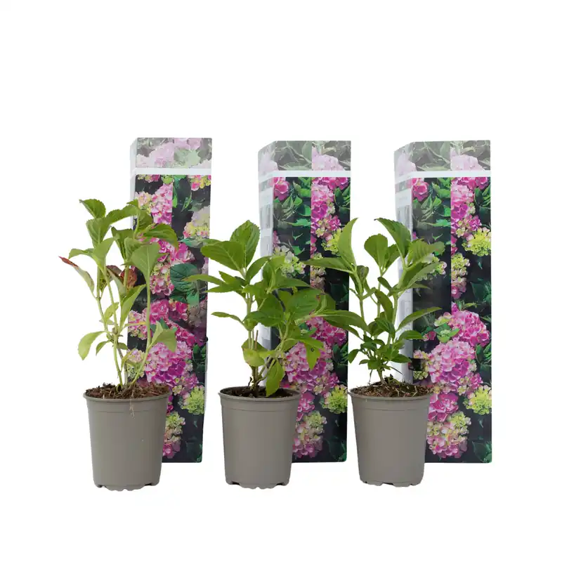 Promoción Hortensia - 3 Pzs - Hydrangea Macrophylla 'early Pink' - Altura 25-40cm - ⌀9cm