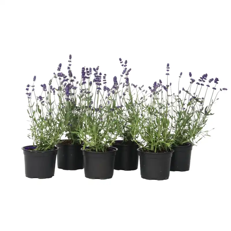Lavanda - 6 Pzs - Lavandula Angustifolia - Altura 10-15cm - ⌀105cm Oferta