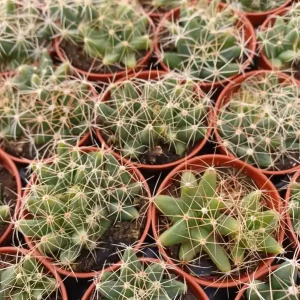 Original Mammillaria Longimamma Cactus Planta