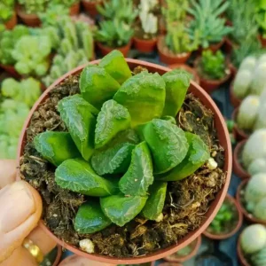 Económico Haworthia Sp No Id Planta Suculenta 5 Cm