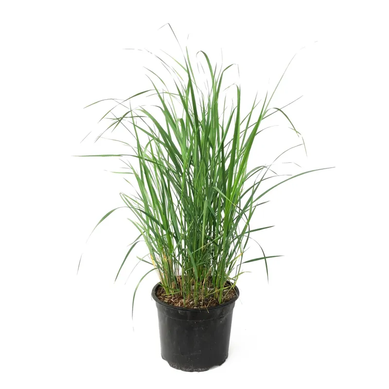 Precio De Fábrica Hierba De Pluma - Calamagrostis 'karl Foerster' - Altura 40-60cm - ⌀23cm
