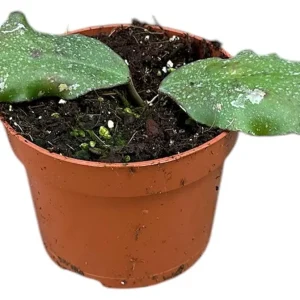 Hoya Waymaniae Planta Suculenta Colgante Flor De Cera Ø10 Barato