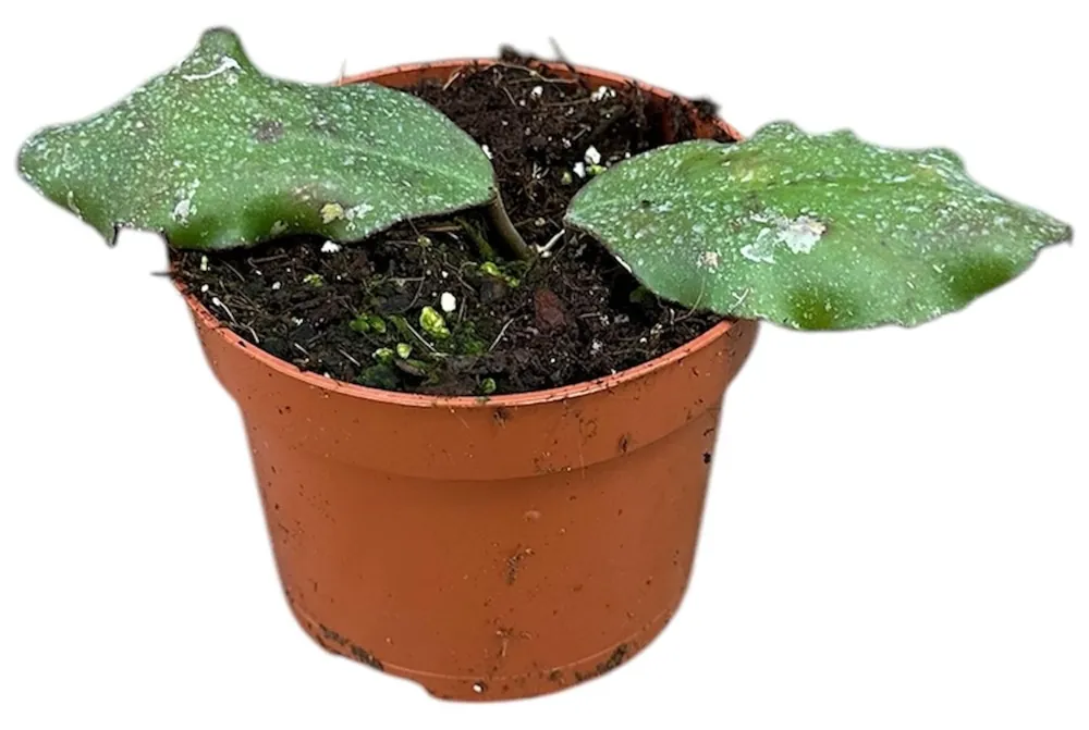 Hoya Waymaniae Planta Suculenta Colgante Flor De Cera Ø10 Barato