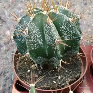 Cactus Y Suculenta Planta Grande Ø13 ☼ Ref003 Oferta Especial