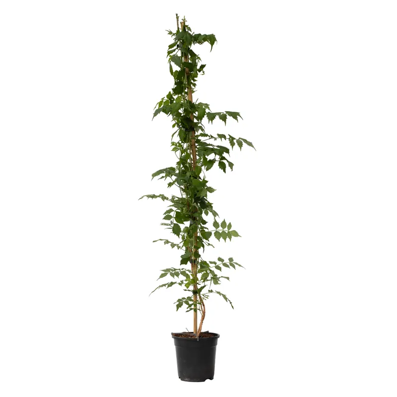 Económico Trompeta Dorada - Campsis Taglibuana 'mme Galen' - Altura 110-120cm - ⌀17cm