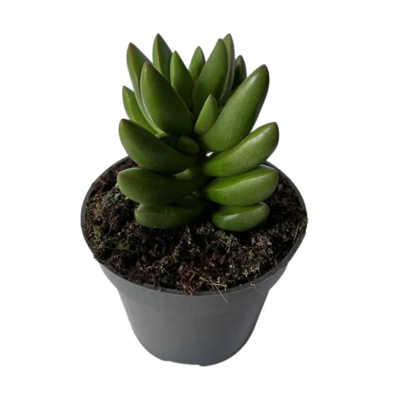 Crassula Ben Suculenta Que Crece En Forma De Cruz Exclusivo