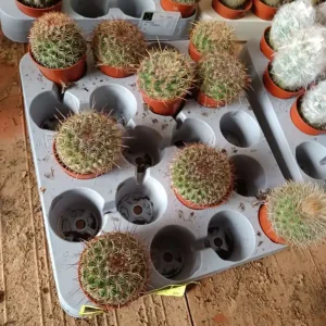 Pedido Al Por Mayor Planta Cactus Mammillaria Guinsa Maru Ø5 Cm