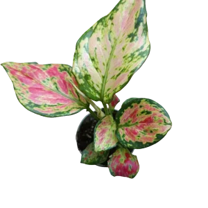 Liquidación Aglaonema Red Valentine Planta De Interior Ø6