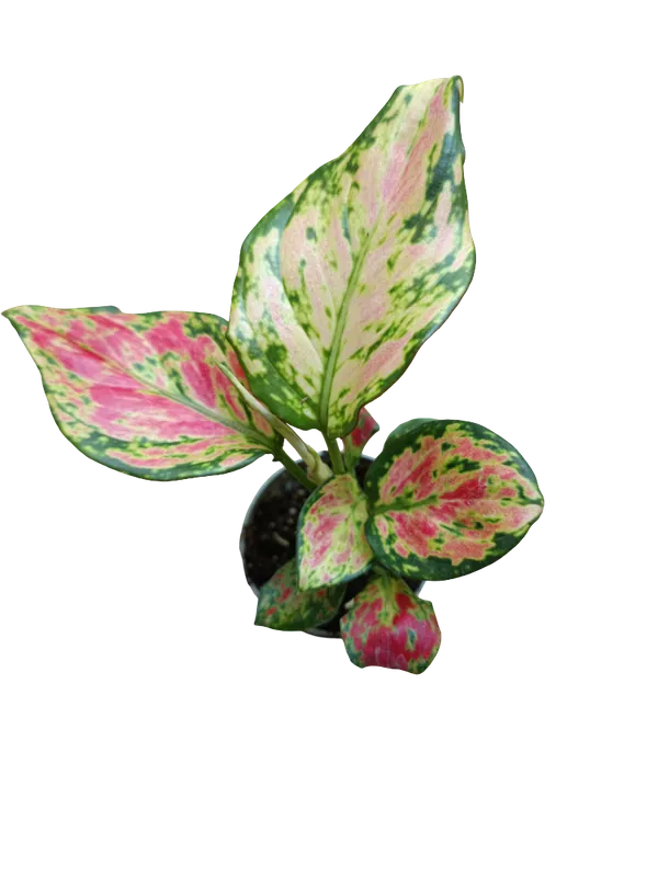 Liquidación Aglaonema Red Valentine Planta De Interior Ø6