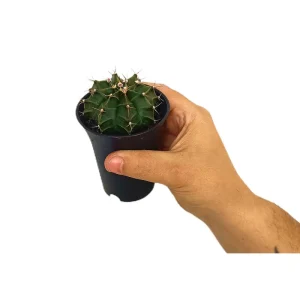 Pedido Al Por Mayor Gymnocalycium Green M8