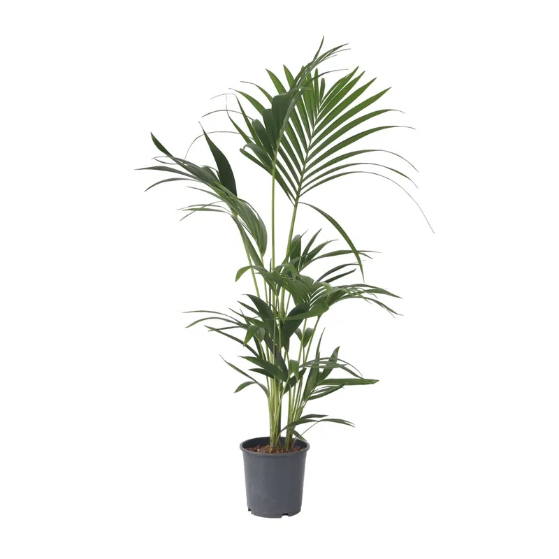 Compra Ahora Palma Kentia - Howea Forsteriana - Altura 90-100cm - ⌀18cm