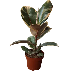 Oferta Limitada Ficus Elastica Tineke Planta Natural De Interior Ø12
