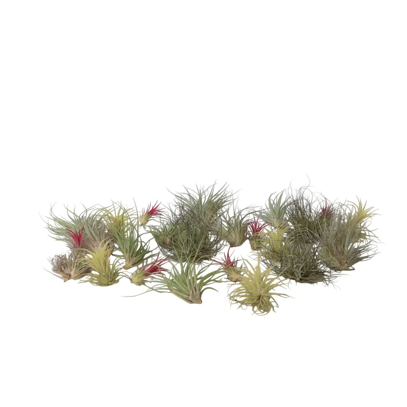 Claveles De Aire - 24 Pzs - Tillandsia - Altura 5-15cm - ⌀5cm Lujoso