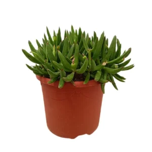 Oferta Limitada Cotyledon Orbiculata M25