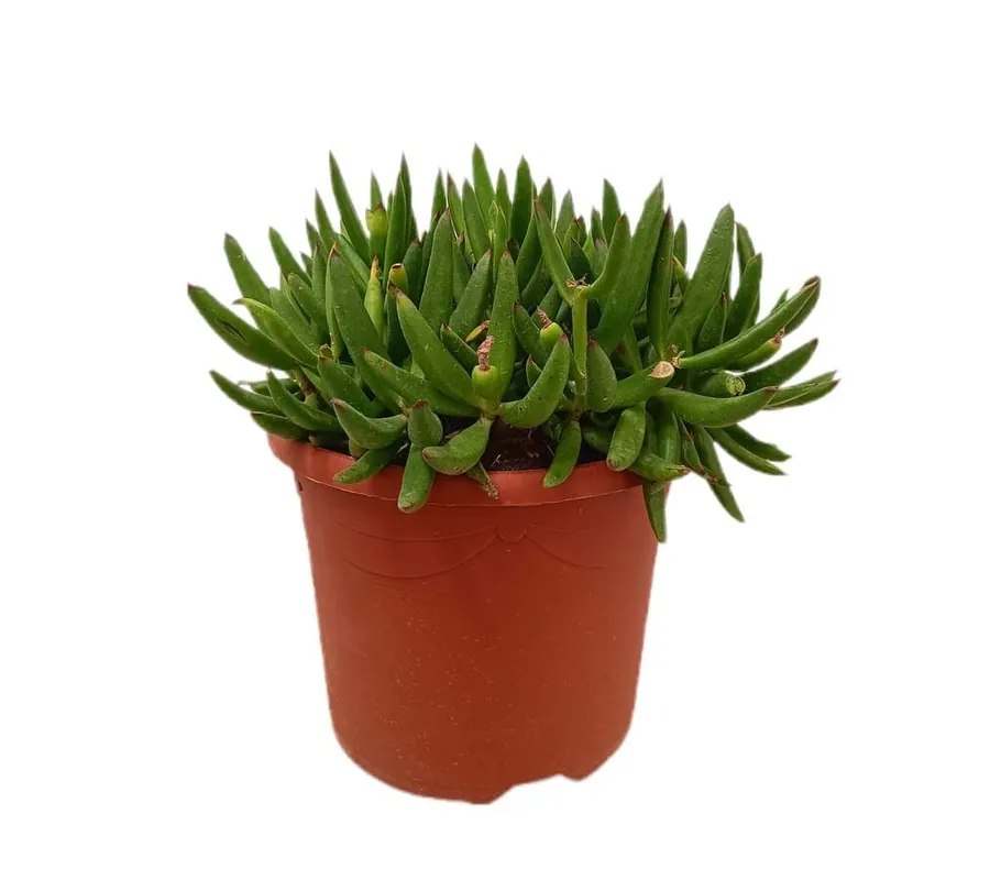 Oferta Limitada Cotyledon Orbiculata M25