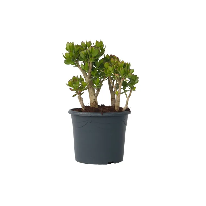 Garantía Incluida Árbol De Jade - Crassula Ovata 'minor' - Altura 60-65cm - ⌀30cm