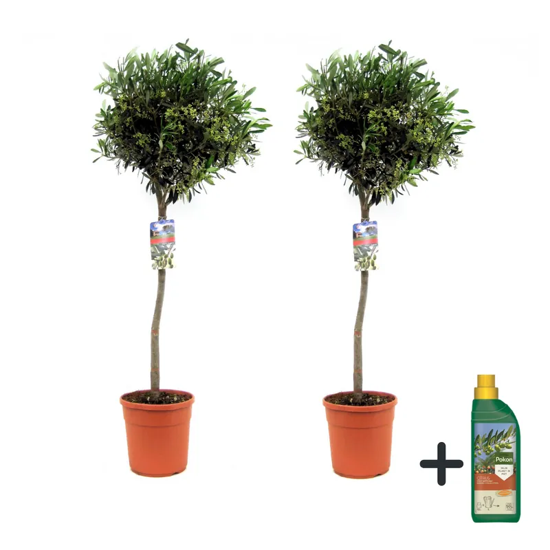 Olivo - 2 Pzs - Olea Europaea - Altura 90-100cm - ⌀21cm Promoción