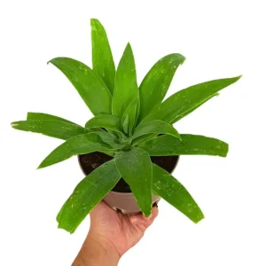 Agave Attenuata M14 Barato