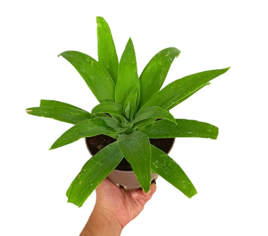 Agave Attenuata M14 Barato