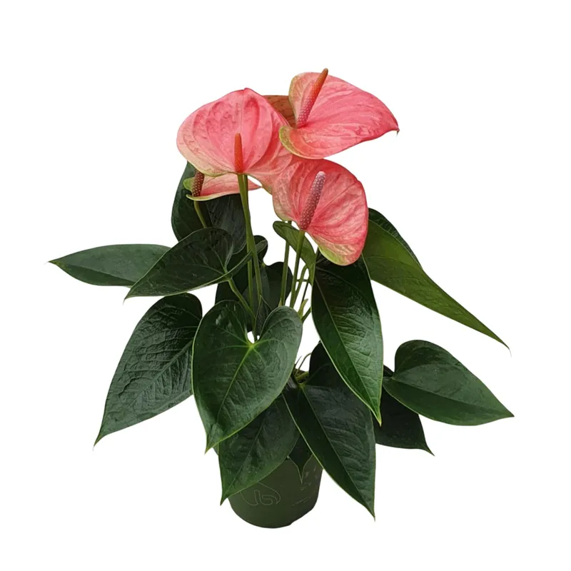 Anturio - Anthurium 'sweet Dream' - Altura 35-45cm - Ø12cm Profesional