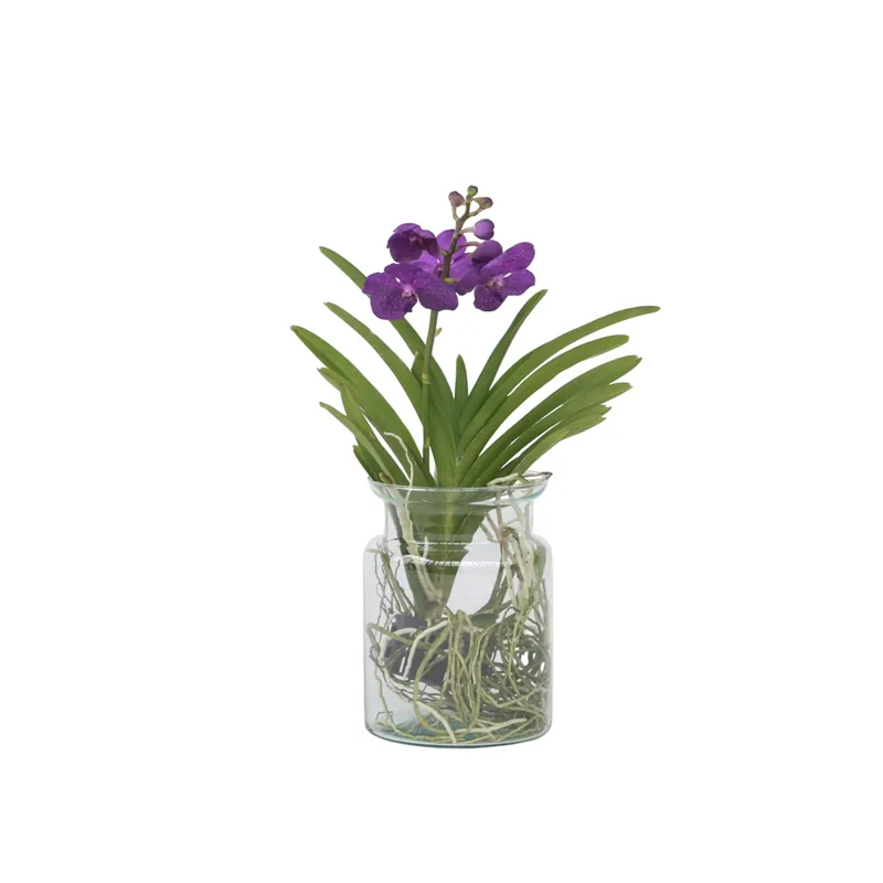 Comprar En Línea Orquídea Vanda - Vanda 'blue' - Altura 40-50cm - ⌀14cm